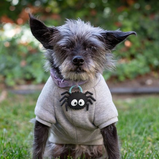 Charm de araña para perro y gato