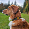 Charm de calabaza para perro y gato