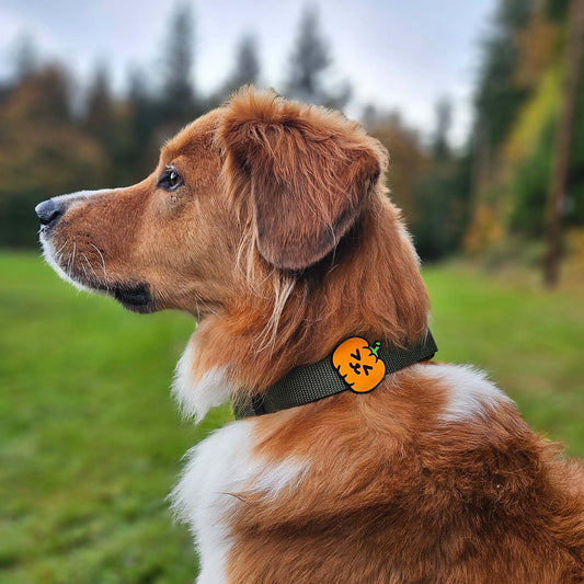 Charm de calabaza para perro y gato