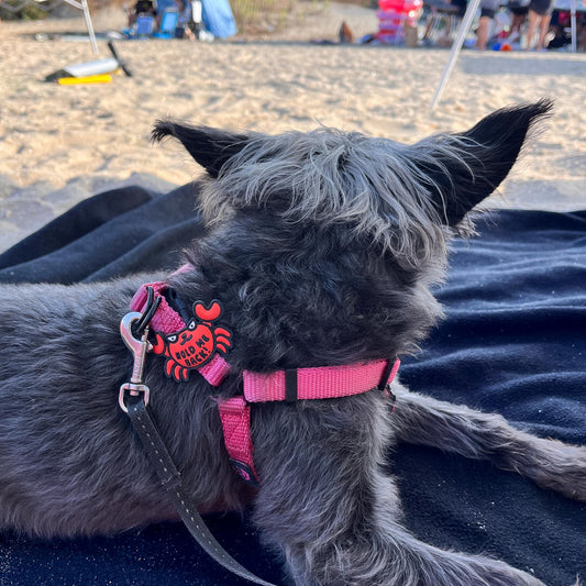 Charm de cangrejo Hold Me Back para perro y gato