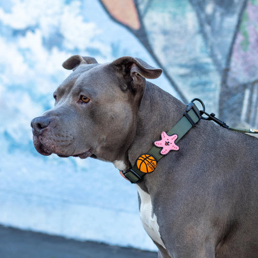 Charm de estrella de mar para perro y gato