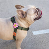 Charm de flor para perro y gato