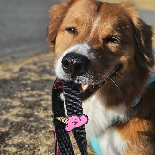 Charm de helado para perro y gato