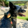 Charm de hot dog para perro y gato