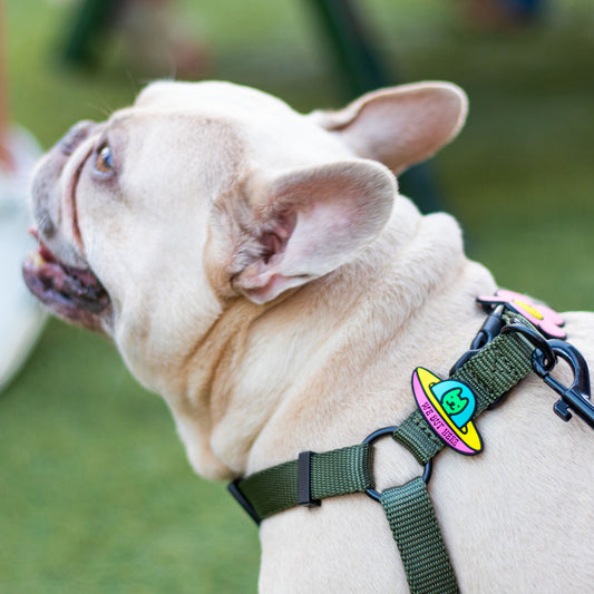Charm de OVNI para perro y gato