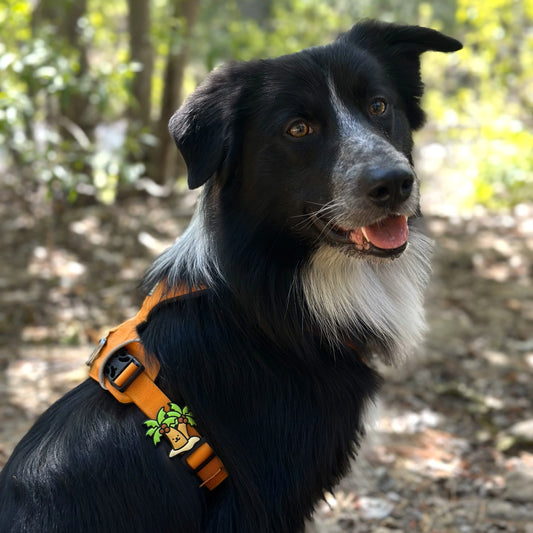 Charm de palmera para perro y gato