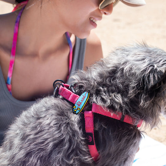 Charm de surf para perro y gato