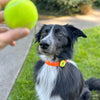Charm de tenis para perro y gato