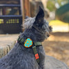 Charm de rescate para perro y gato