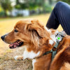 Charm Therapy Dog para perro